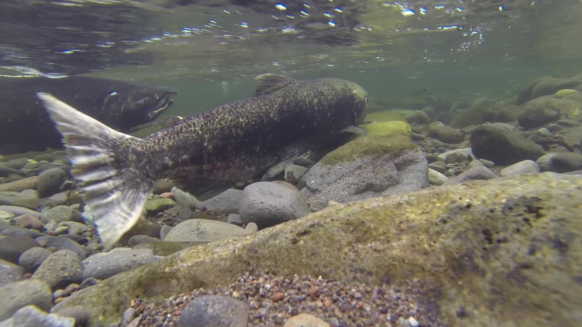 Two adult spring Chinook salmon holding over cobble in clear shallow river water.